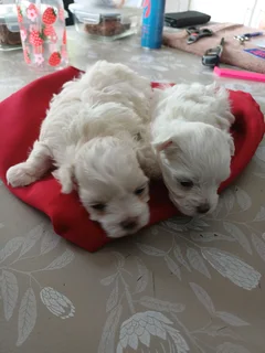 Miniatuur Maltese Poodels