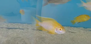 Malawi cichlids for sale