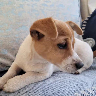 Jack Russel Mix Puppies
