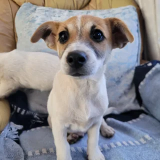 Jack Russel Mix Puppies