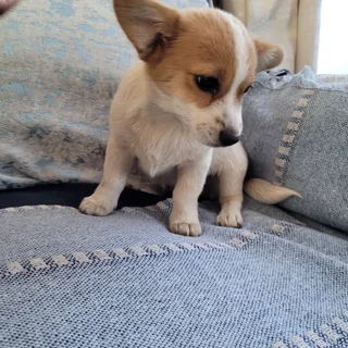 Jack Russel Mix Puppies