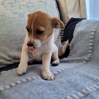 Jack Russel Mix Puppies