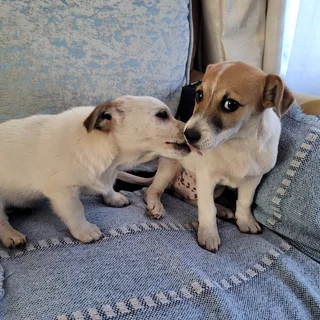 Jack Russel Mix Puppies