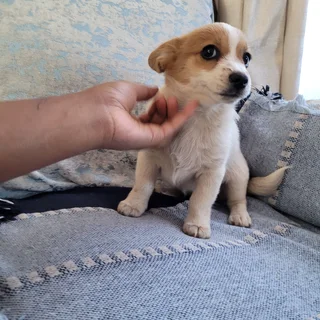 Jack Russel Mix Puppies