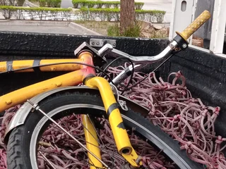 Bicycle - Ad posted by Jabulani Thango