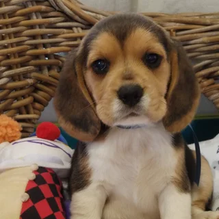 Beagle - Ad posted by Madoné