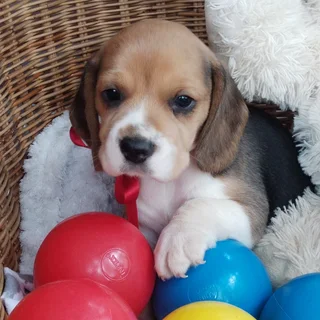 Beagle - Ad posted by Madoné