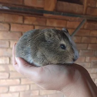 Guinea pigs