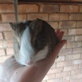 Guinea pigs