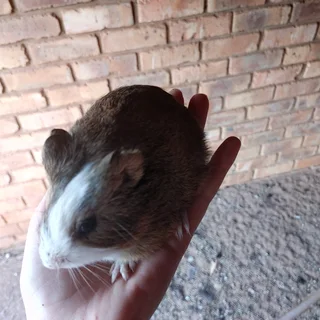 Guinea pigs