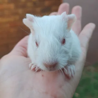 Guinea pigs