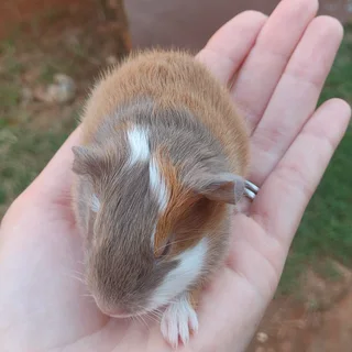 Guinea pigs