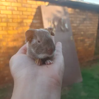 Guinea pigs