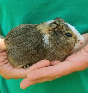 Guinea Pigs