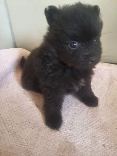 8 weeks old Pomeranian puppies