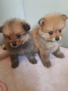 8 weeks old Pomeranian puppies