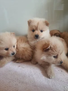 8 weeks old Pomeranian puppies