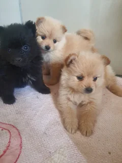 8 weeks old Pomeranian puppies