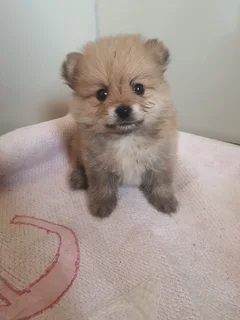 8 weeks old Pomeranian puppies