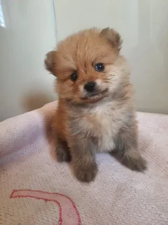 8 weeks old Pomeranian puppies