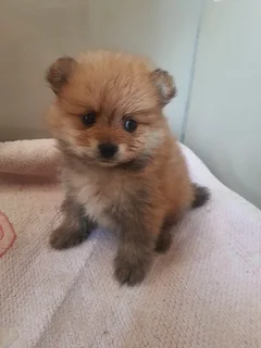 8 weeks old Pomeranian puppies