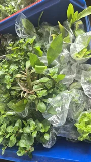 Aquarium plants and fish