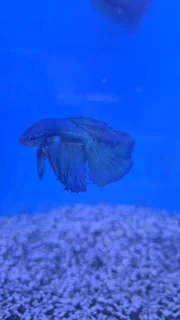 Aquarium plants and fish