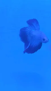 Aquarium plants and fish