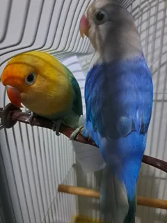 Fischer lovebirds