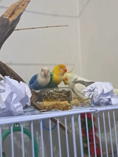 Fischer lovebirds