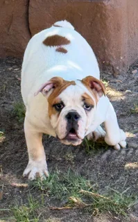 English Bulldog