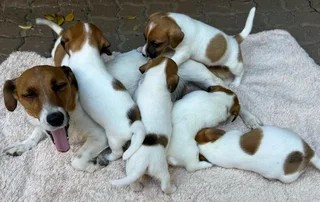 Jack Russell puppies
