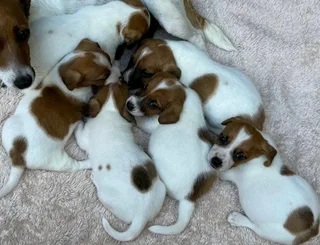 Jack Russell puppies