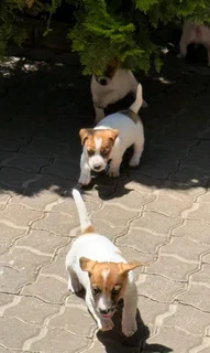 Jack Russell puppies