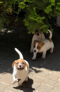 Jack Russell puppies