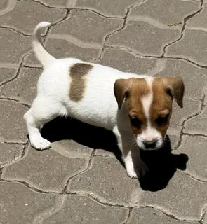 Jack Russell puppies