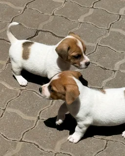 Jack Russell puppies