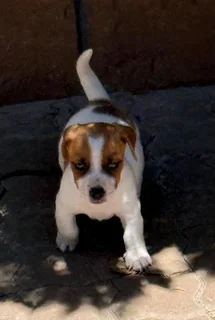 Jack Russell puppies
