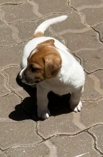 Jack Russell puppies