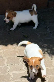 Jack Russell puppies