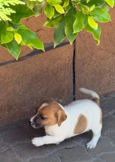 Jack Russell puppies