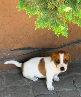Jack Russell puppies