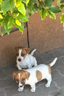 Jack Russell puppies