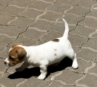 Jack Russell puppies