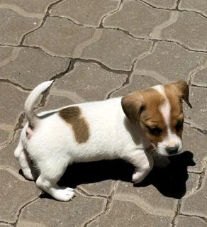 Jack Russell puppies