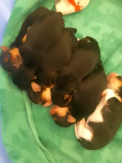 Yorkies for sale