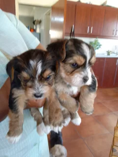 Yorkies for sale