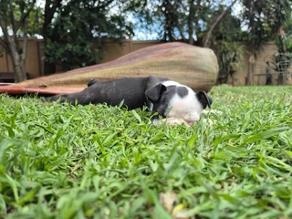Boston Terrier Puppies - Beautiful Markings - Ready Now