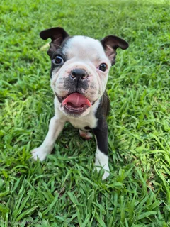 Boston Terrier Puppies - Beautiful Markings - Ready Now