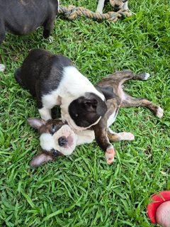 Boston Terrier Puppies - Beautiful Markings - Ready Now